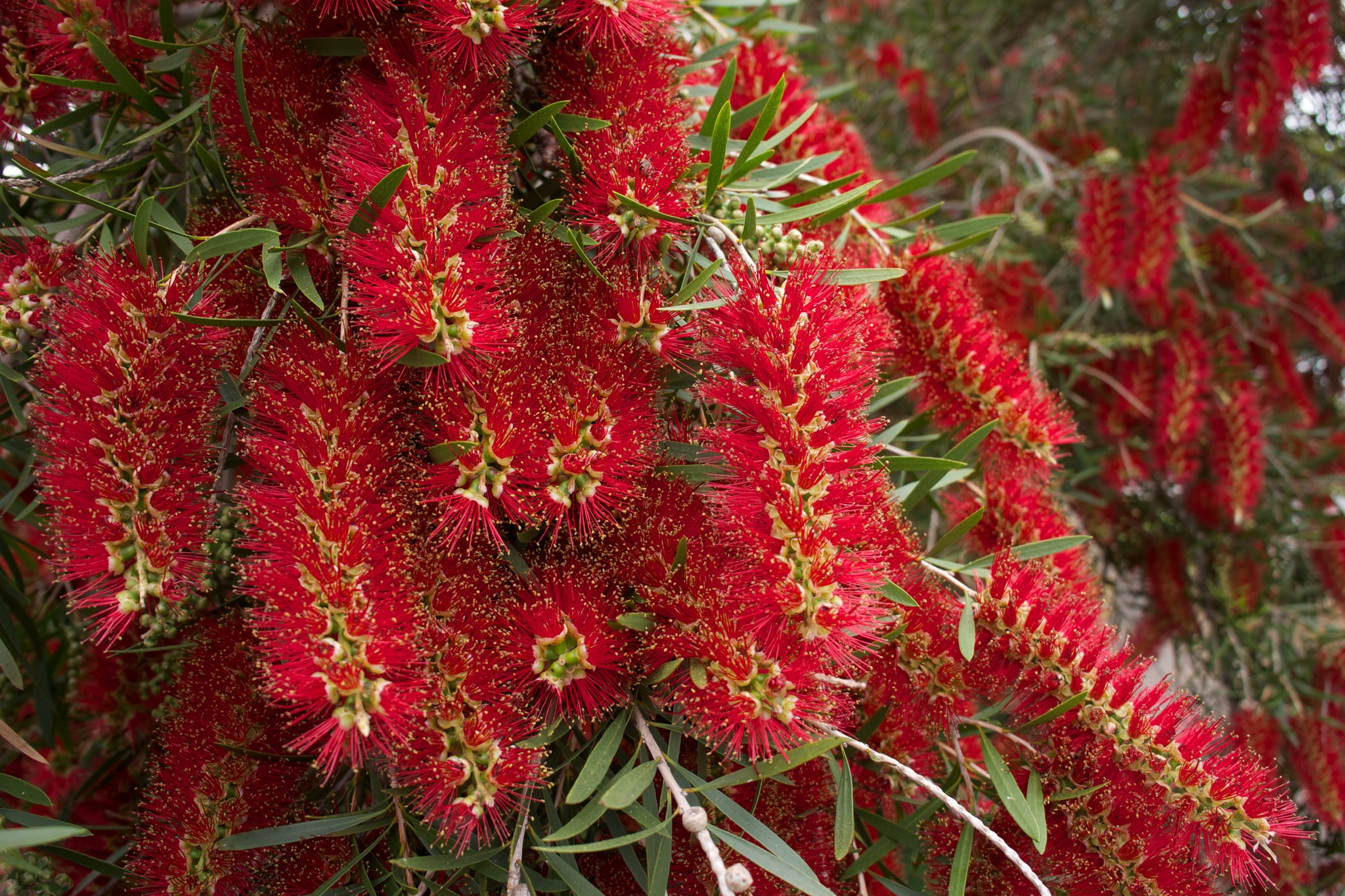 Melaleuca_viminalis