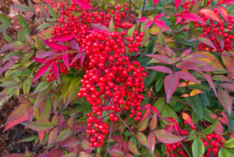 Nandina-Domestica-Heavenly-Bamboo