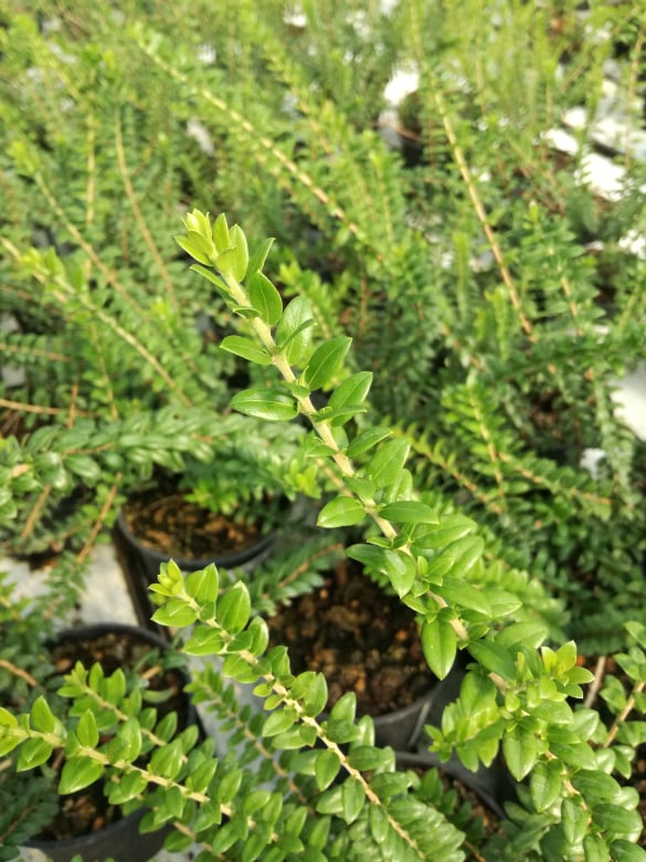 myrtus-tarentina-mirto-tarentina