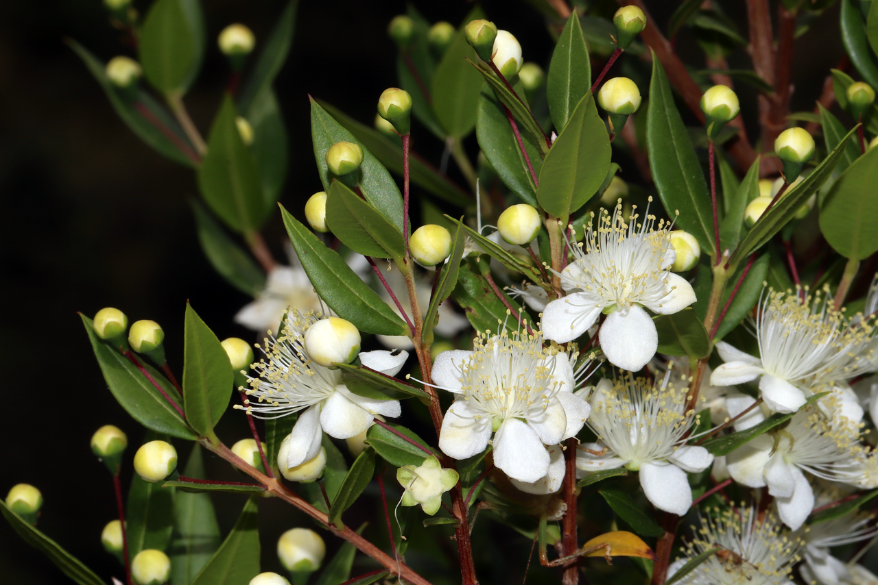 Myrtus_communis_L._subsp._communis_-_52505075873