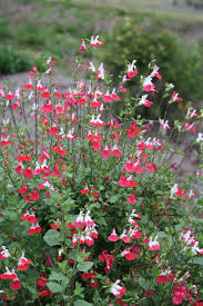 images (1)